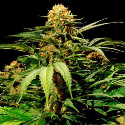 The Bulldog Seeds - Bullshark (fem.) 03138