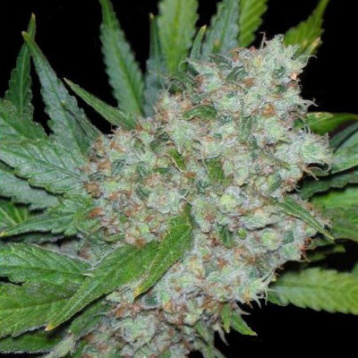 Seedsman - Mama Mia (fem.) 00109
