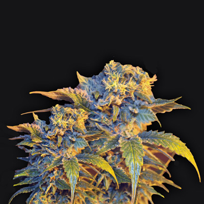 VIP Seeds - Colombian Sweet (fem.) 04780