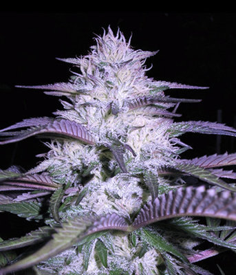 VIP Seeds - Currant Kush (fem.) 04781