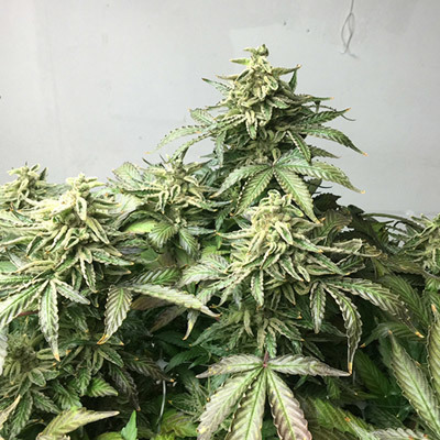 Rare Dankness - OX Piss (reg.) 04566