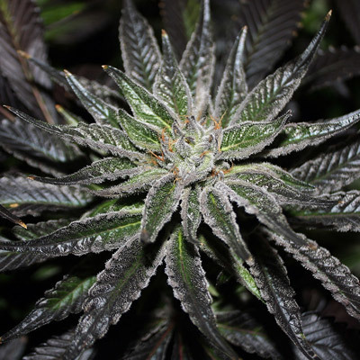 Rare Dankness - The OX (reg.) 04569