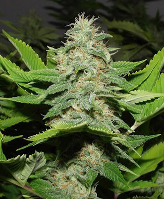 Rare Dankness - Walker Kush (reg.) 04823