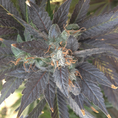 Rare Dankness - Grape OX (reg.) 04818