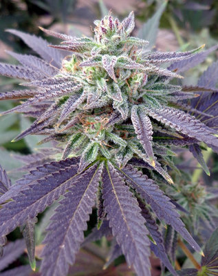 Rare Dankness - Blue OX (reg.) 04557