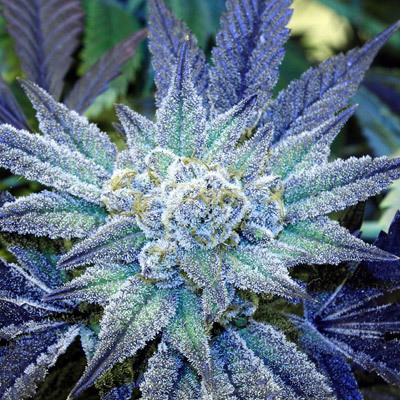 Rare Dankness - Night Terror OG (reg.) 04820
