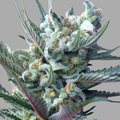 Rare Dankness - Moonshine's Ghost Train (fem.) 04511