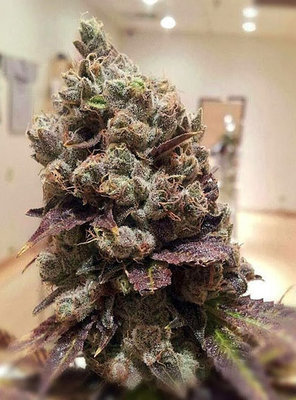 Rare Dankness - Lee Roy (reg.) 04563