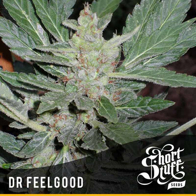 Short Stuff Seeds - Dr. Feelgood (auto/fem.) 02148