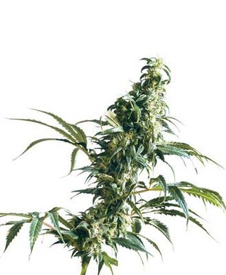 Sensi Seeds - Mexican Sativa ® (reg.) 03919
