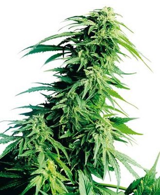 Sensi Seeds - Hindu Kush ® (reg.) 03923