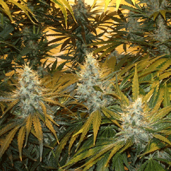 Sagarmatha Seeds - Chunky Cheeze (fem.) 03971