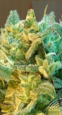 Kannabia Seeds - Indica Auto Mix (auto/fem.) 01584