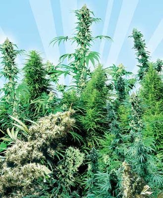 Sensi Seeds - Outdoor Mix (reg.) 03928