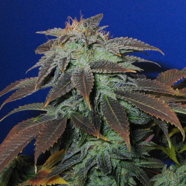 T.H. Seeds - Heavy Duty Fruity (reg.) 08151