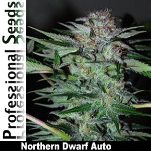 Professional Seeds - Northern Dwarf Auto (auto/fem.) 03429