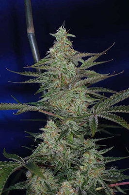 TGA Subcool Seeds - The Third Dimension (reg.) 04432
