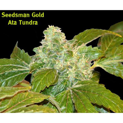 Seedsman - Ata Tundra (reg.) 00125