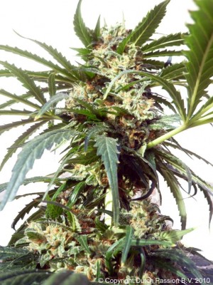Dutch Passion - PolarLight #2 ® (auto/fem.) 04980