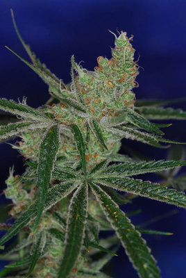 TGA Subcool Seeds - Jacks Cleaner 2 (reg.) 04416
