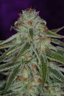 TGA Subcool Seeds - The "Flav" (reg.) 04431