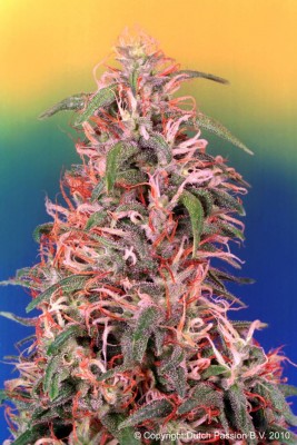 Dutch Passion - Skunk Pasion ® 03389