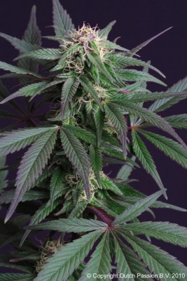 Dutch Passion - Blue Moonshine ® 03608
