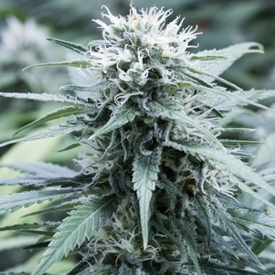 G13 Labs Seeds - Sweet Amnesia (fem.) 03467