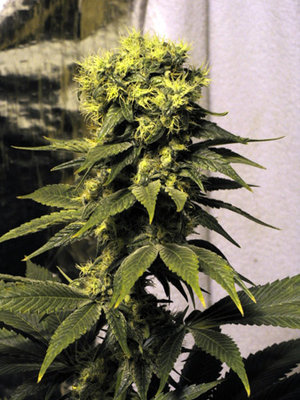 Mr. Nice Seeds - Early Queen (reg.) 04579