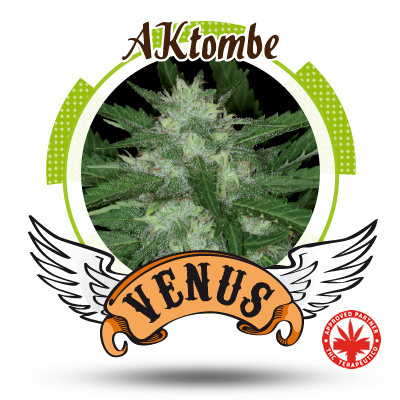 Venus Genetics Seeds - AKtombe (fem.) VG1
