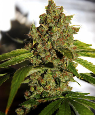 CBD Crew - CBD PH (reg.) 04810