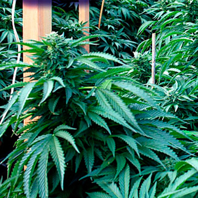 Emerald Triangle Seeds - Bubba 76 (fem.) 03071