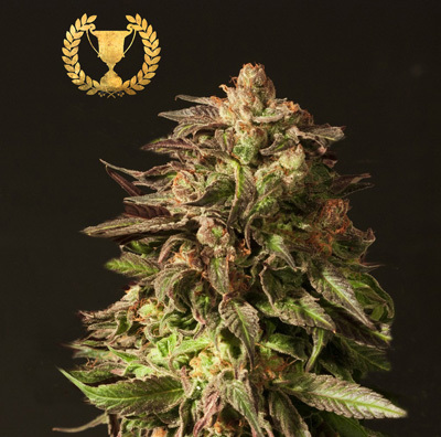 Devil's Harvest Seeds - Shoreline (fem.) 04358