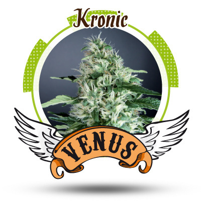 Venus Genetics Seeds - Kronic (fem.) VG9
