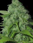 Sagarmatha Seeds - Peak 19 (fem.) 03994