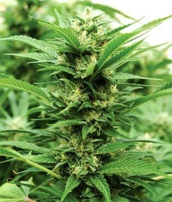 Emerald Triangle Seeds - Emerald Jack (reg.) 03117
