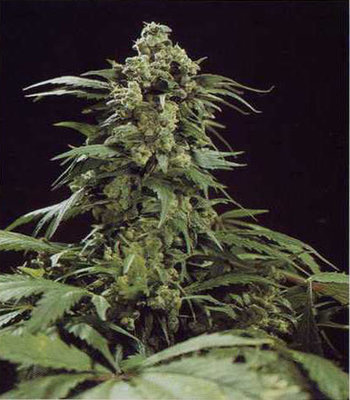 Mr. Nice Seeds - G13 Skunk (reg.) 04581