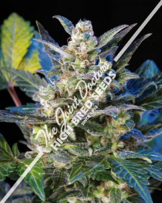 Семена конопли Joint Doctor (High Bred Seeds) - Diesel Ryder (reg.) 01363