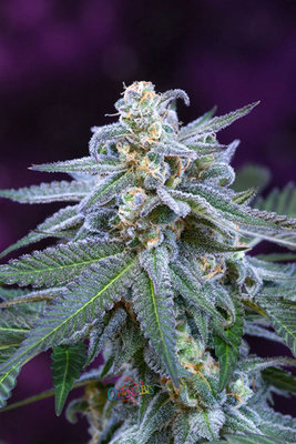 TGA Subcool Seeds - Killer Grape (reg.) 04420