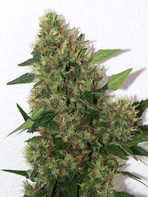 Mandala Seeds - Chill-OM (reg.) 05003