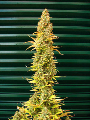 Mr. Nice Seeds - Spice (reg.) SMNN0006