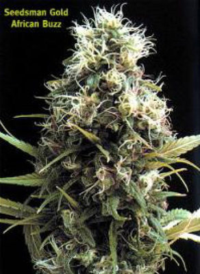 Seedsman - African Buzz (reg.) 00124