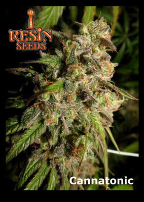 Resin Seeds - Cannatonic (reg.) 04020