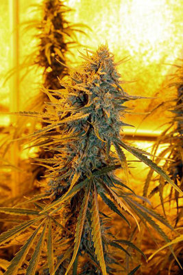 HortiLab - Sour Amnesia (reg.) 02770