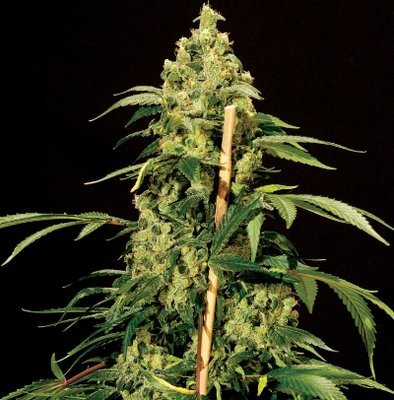 The Bulldog Seeds - Jack Herer (fem.) 03665