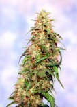 Sagarmatha Seeds - Special K (fem.) 03999
