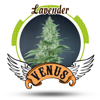 Venus Genetics Seeds - Lavender (fem.) VG10