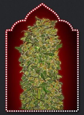 00 Seeds - Chocolate Kush (fem.) 02852