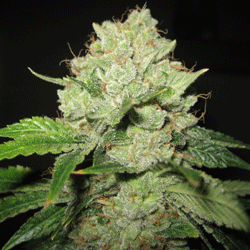 Sagarmatha Seeds - Cal-train Wreck (fem.) 03969