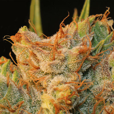 T.H. Seeds - MK-Ultra Kush x Bubble (fem.) 03753